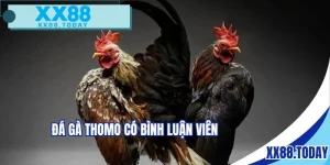 đá gà thomo có bình luận viên